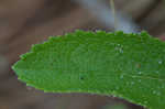 Carolina false vervain